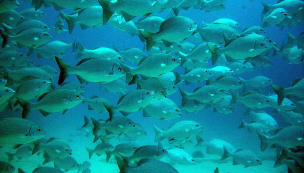 Akumal Bay + Balam Reserve Day Trip - Foto 2