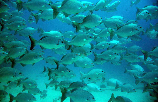 Excursión a la bahía de Akumal + Reserva Balam - Foto 2