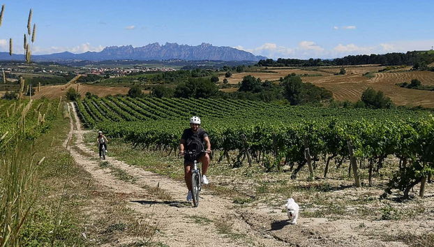 Penedes Vineyards Bike Tour - Foto 4