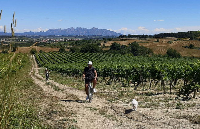 Penedes Vineyards Bike Tour - Photo 4