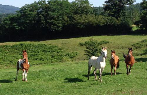Les Perruchons ancienne grange rénovée avec soin - Foto 40