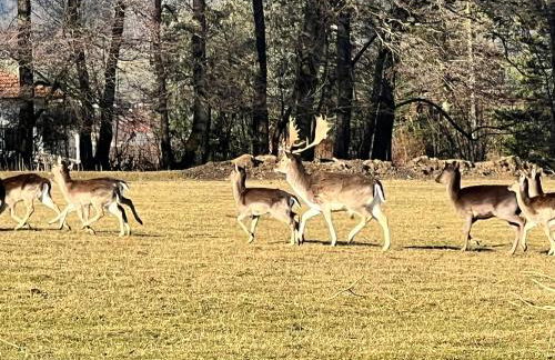 Bavaria Mountain Chalet DESIGN Ferienwohnung SKI Arber Osser Terrasse Sauna in Villa mit Bergblick bis 6 Pers - Foto 62