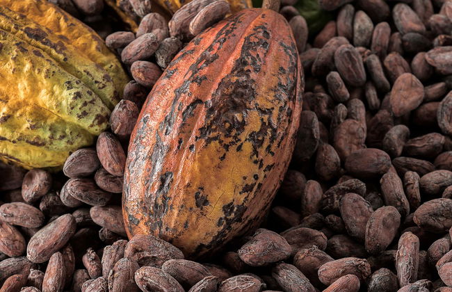 Tour del cacao y el café - Foto 6