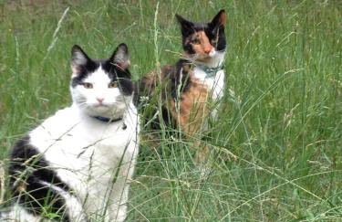 DOM 4 POKOJE Z BASENEM BLISKO WARSZAWY - Foto 31