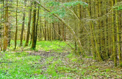 Cardinal Pines Cabin on 8 Acres - Dog Friendly! - Foto 25