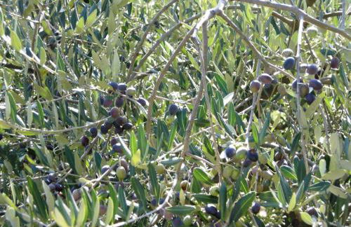 Agriturismo Tenuta La Fratta - Foto 75