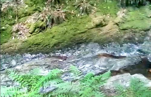 Grouse Lodge - Foto 11