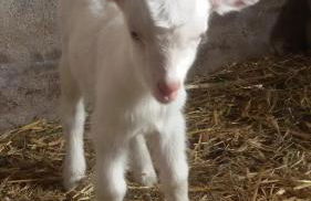 Agriturismo Su Solianu - Foto 32