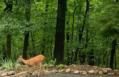 Relaxing 2-Master Suite Mountain Top - Fire Pit - Foto 58