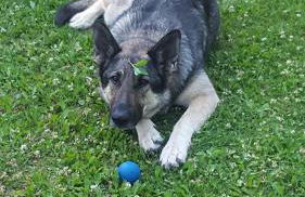 Talkeetna Fireweed cabin 2 - Foto 8