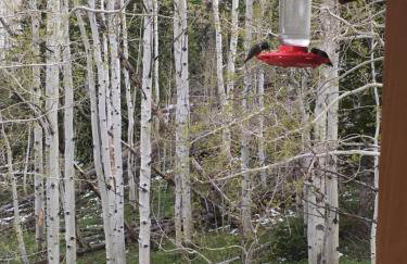 Whistle Pig Retreat at 22 West Cabins and Recreation - Foto 37