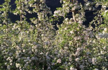 Klostergut - Foto 36