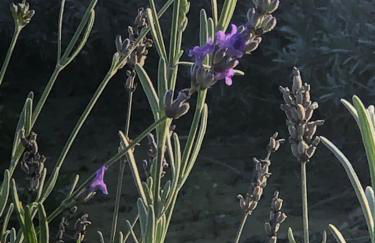 Mare&Terra... Alloggi nel Delta - Foto 36