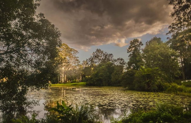 Maleny District - Charming Cottage in Witta 2 Beds - Foto 9