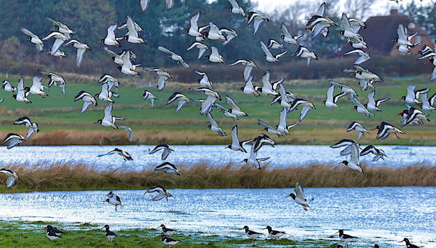 Doppelhaus in Oldsum auf Foehr - Foto 3, Habitación