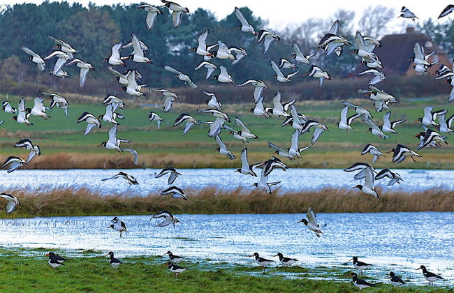 Doppelhaus in Oldsum auf Foehr - Foto 3