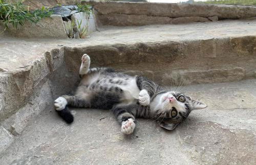 Casa Tincana - Foto 21