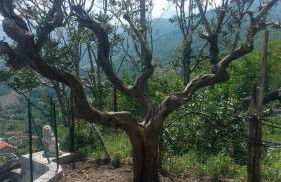 Casa Forgione Borgo San Nicola - Foto 26