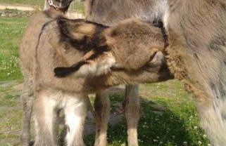 Agriturismo solare - Foto 30