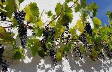 Apartment an der Mosel 1 - Foto 51