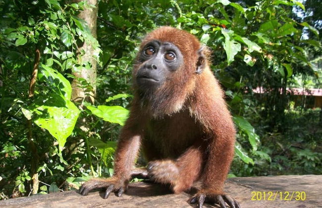 Tronco Tambopata Adventure - Photo 39