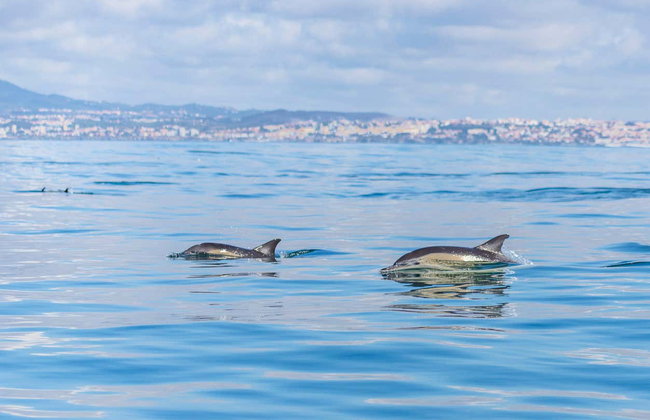 Avistamiento de delfines en Lisboa - Foto 10