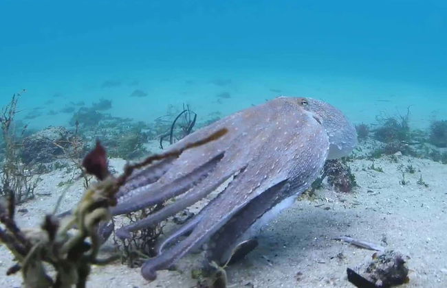 Paseo en barco por la ría de Vigo - Foto 9