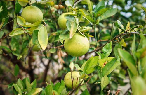 Finca Ecológica Quinta Los Tizones - Foto 59