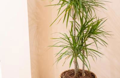 Kostis Luxury Apartment - Foto 27