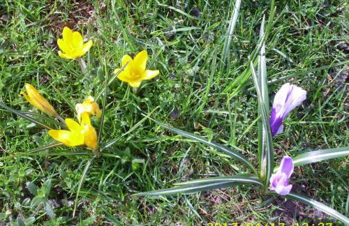 Apartment Wohnung in Oberwaldbach mit Garten und Grill by Interhome - Foto 26