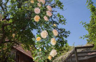 Historischer Vogtshof: eingezäunt | sonniger Garten | Kamin | Denkmalschutz - Foto 79