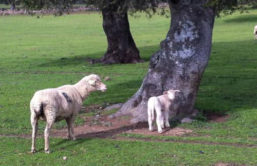 Cortijo Charcollana - Foto 43