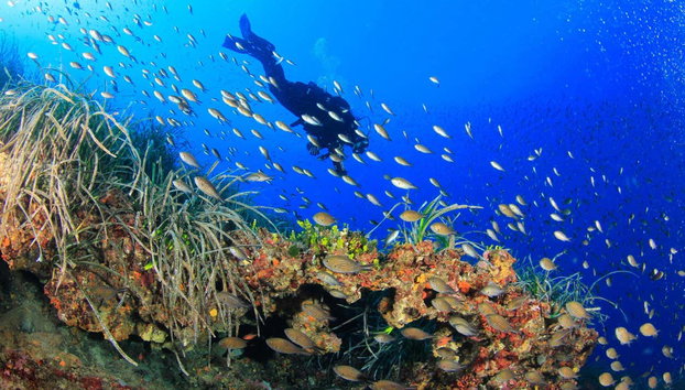 Beginner's Scuba Diving in Bosa - Photo 2, Scuba dive surrounded by colourful fish