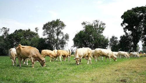 Gîte à la Ferme de la Bouriette - Foto 3