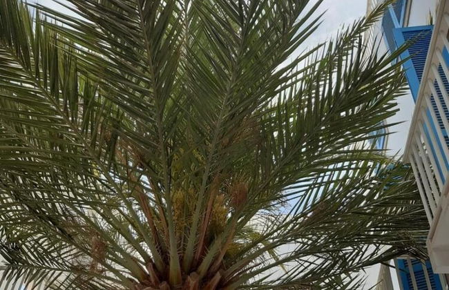 App Alex, Estoril Beach - Step Away From the sea Free Wifi - Foto 36