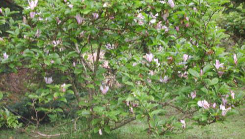 Rhyd y Brown Cottage Llys Y Fran, Clynderwen - Foto 3, Other