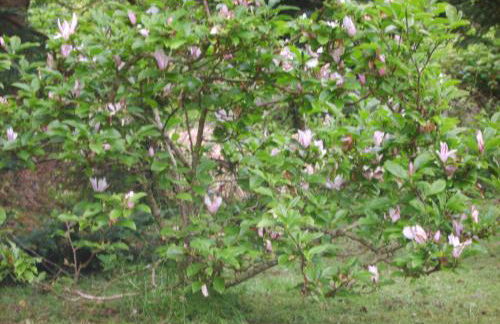 Rhyd y Brown Cottage Llys Y Fran, Clynderwen - Photo 3