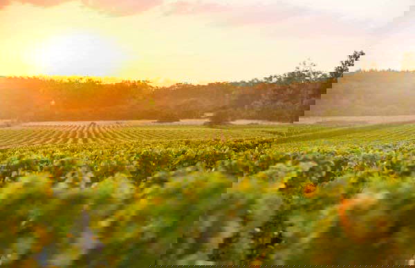 Graves and Entre-deux-Mers Winery Visits & Wine Tasting - Foto 8