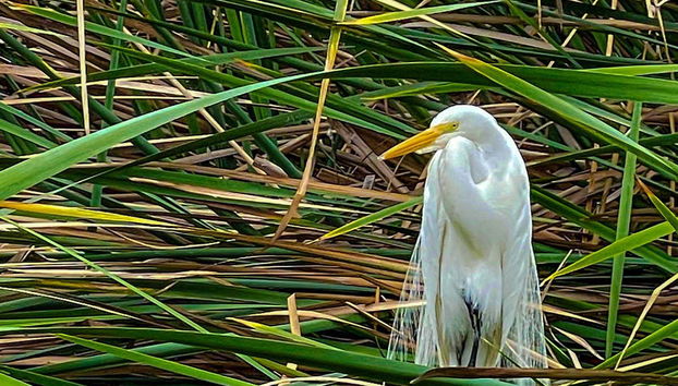 Admire white herons and more birds