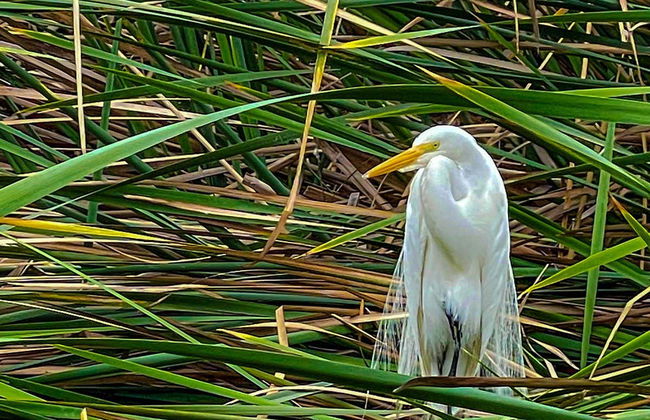 Pantanos de Villa Day Trip - Foto 3