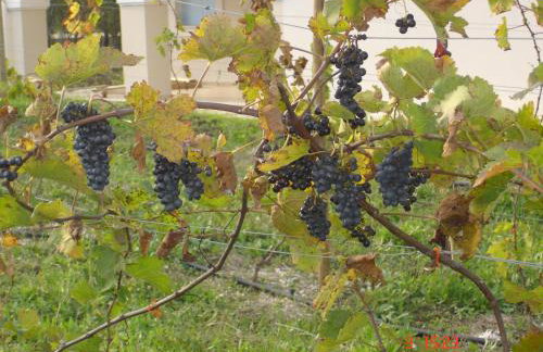 Aroggia Farm - Foto 54