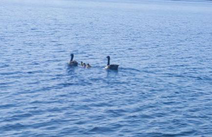 Houseboat SeeSea Mazury - Domek na wodzie Bogaczewo k Giżycka - Foto 33