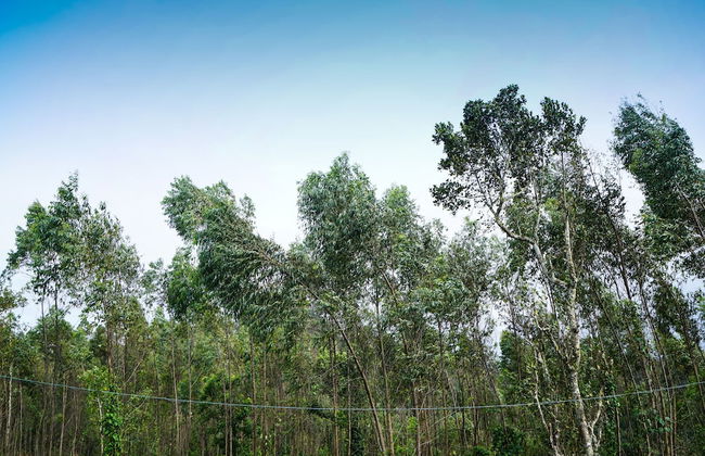 OYO 16630 Home Cocoa Tree Residency - Foto 32