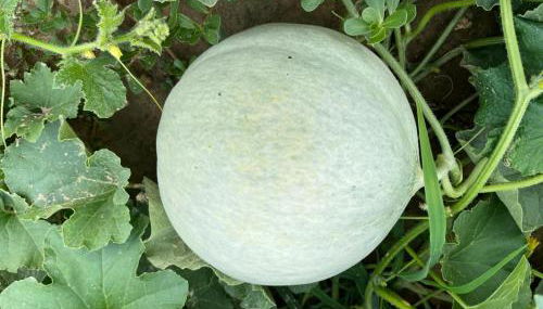 Agriturismo Alla Vigna - Foto 5