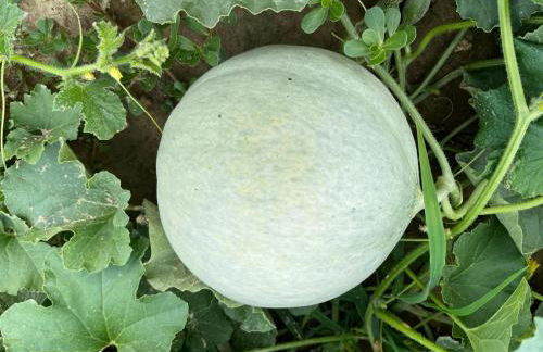 Agriturismo Alla Vigna - Foto 5