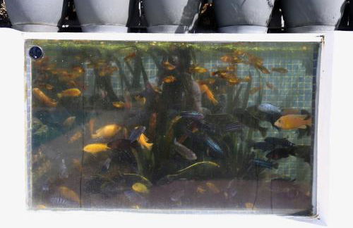 Jungle Paradise - Foto 55