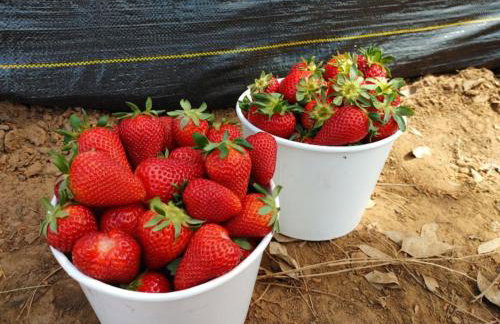 Entire Private Home with 5 Bedrooms 4 Bathrooms, 3-Acres Estate, 3000 sqft, near Winery in Fallbrook, Available Now - Foto 50