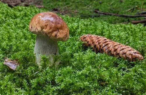 GA Grudzianka - Foto 13