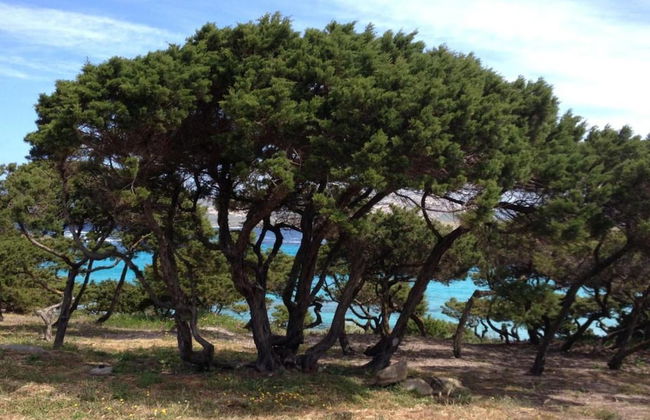 Detached Villa With Garden in Stintino - Foto 44