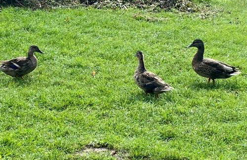 Rottingdean Boutique Studio Apartment By The Sea - Foto 23
